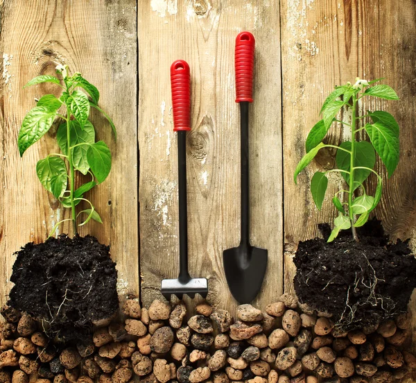 Seedlings of pepper, rake and shovel — Stock Photo, Image