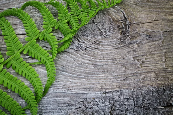 Листочки папоротей на фоні дерев'яні — стокове фото