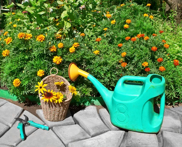 Um canteiro de flores com calêndulas. regando lata e tesouras de jardim no b — Fotografia de Stock