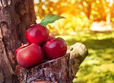 Elma yalan üzerine bir güdük