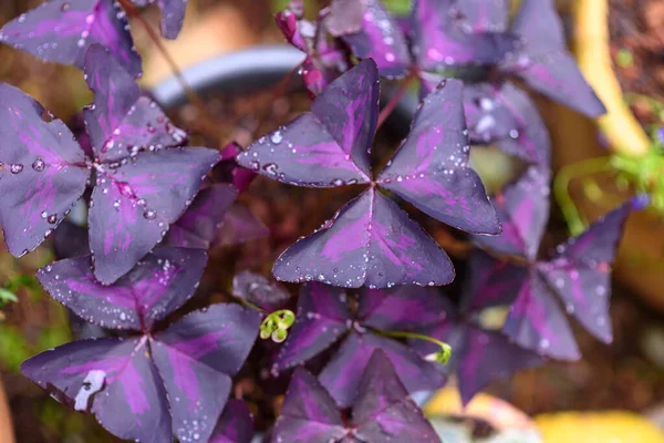 Purple shamrock, Love plant. Purple flowers with beautiful magenta leaves.