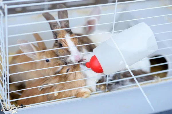 Rabbits drinking water from feeding water bottle. — Stock Photo, Image