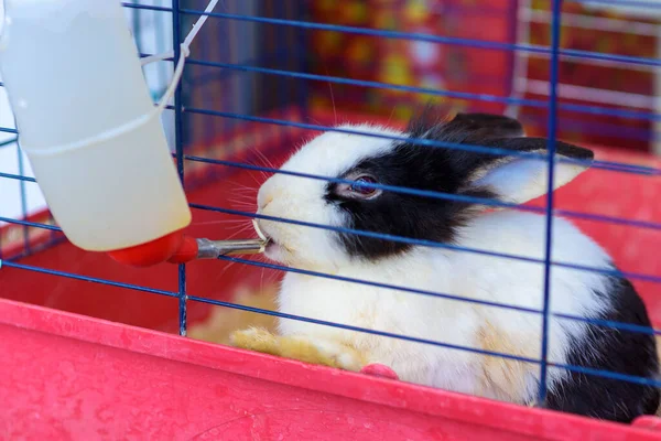 Rabbit drinking water from feeding water bottle. — Stock Photo, Image