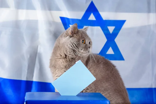 Lindo gato, caja de votación y papeleta en una urna el día de las elecciones sobre el fondo de la bandera de Israel. — Foto de Stock