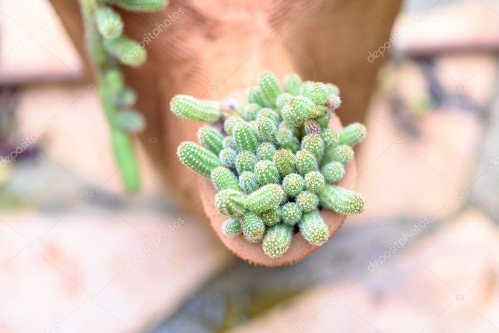 Cactus Plant In Garden.