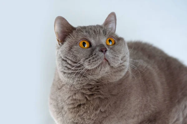 Portret cute British Shorthair Cat z jasnopomarańczowe oczy leżące i patrząc w górę na białym tle. — Zdjęcie stockowe