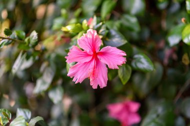 Pembe Başörtüsü Çiçeği.