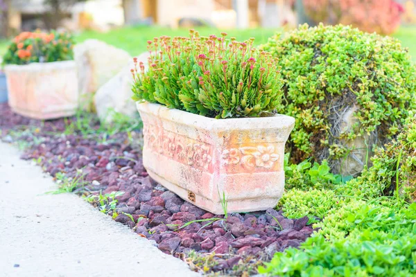 Piccoli fiori colorati di Kalanchoe da vicino. Bella brillante Kalanchoe succoso fiore rosa. — Foto Stock