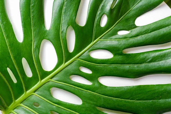 Kreatív természet háttér. Zöld trópusi Monstera levelek fehér háttérrel. Nyári koncepció pálmafalevéllel. — Stock Fotó