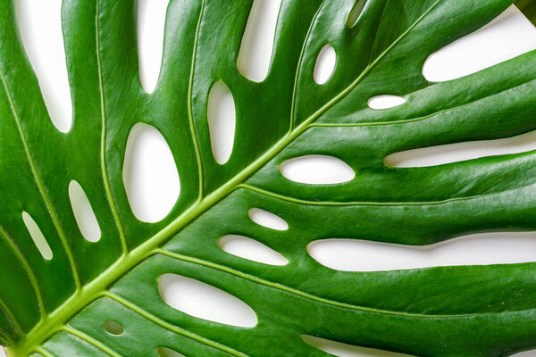 Creative nature background. Green tropical Monstera leaves on white background. Summer concept with palm tree leaf.