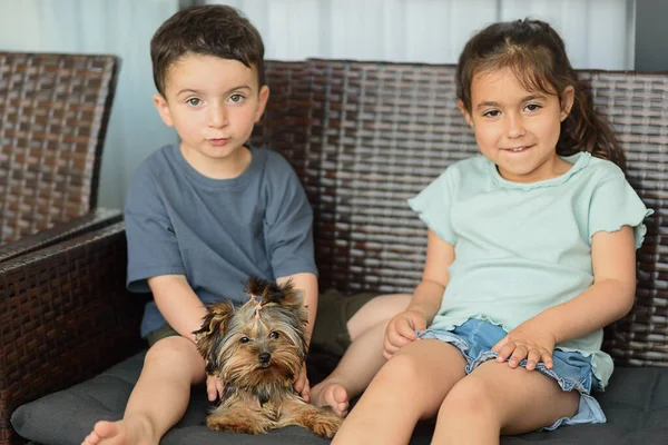 Little Yorkshire Terrier Sitting With Kids. Yorkie Dog. — Foto Stock