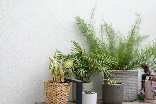 Terasta dekoratif saksılar.