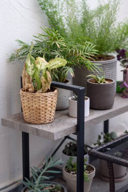 Terasta dekoratif saksılar.
