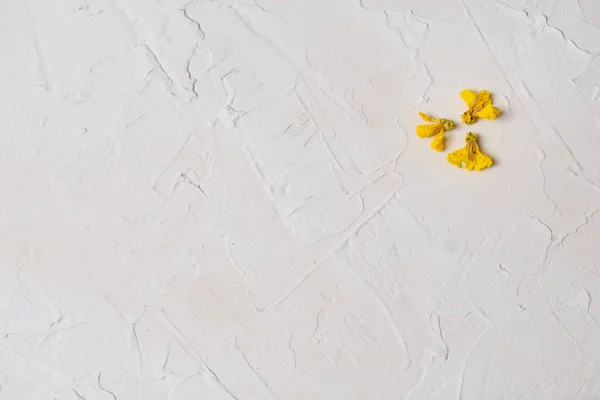 Three old yellow bright autumn fall flower on a cement pattern grunge rough plastered wall texture abstract background. — Stock fotografie