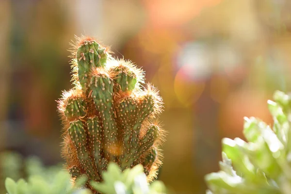 Cactus sur fond de nature. — Photo