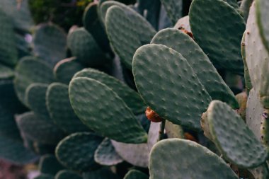Hint incir opuntia.