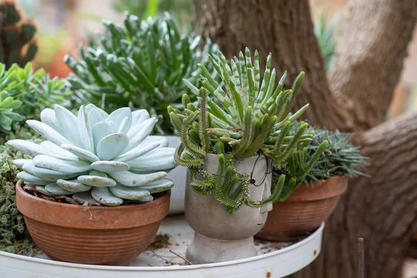 Vista lateral de varios tipos de floración verde, Echeveria Lauii, Sedum, plantas al aire libre suculentas en macetas. — Foto de Stock