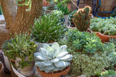 Çeşitli Yeşil Çiçek Türleri, Echeveria, Sedum Succulent, Senecio ve Kaktüs Cereus..
