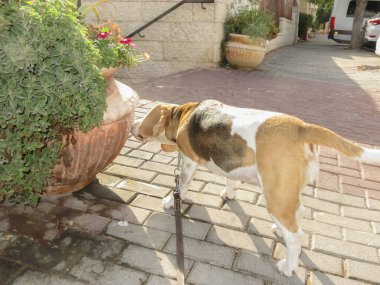 Meraklı bir av köpeği sessiz bir mahallede güneşli bir günde büyük bir saksı bitkiyi kokluyor. Köpek yürüyüş yapıyor, kaldırım boyunca hareketli çevreyi keşfediyor..