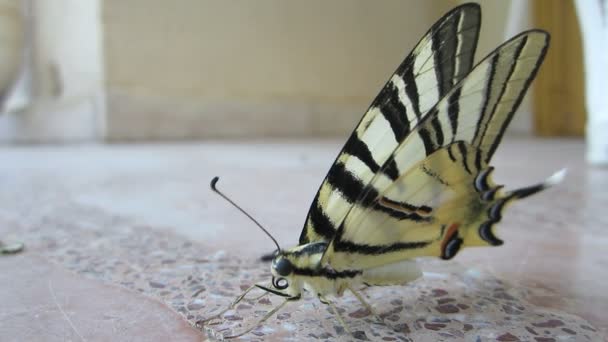 Schmetterling mit Siesta 4 — Stockvideo