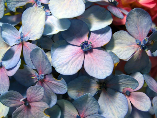 Kadınlar roket, ışık-mavi renkte çiçek açan Hesperis matronalis