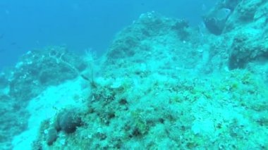 Saklambaç Epinephelus Marginatus Yunanistan ile 