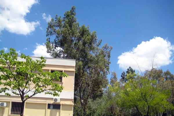okaliptüs ağacı ve şirketi