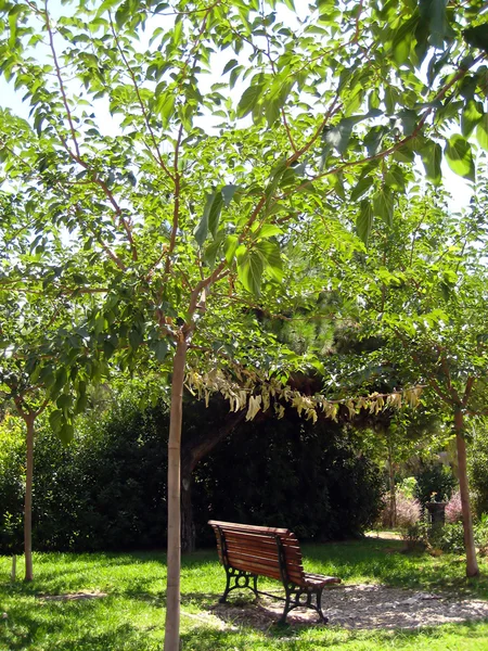 Sombra dando árbol y sombra disfrutando banco — Foto de Stock