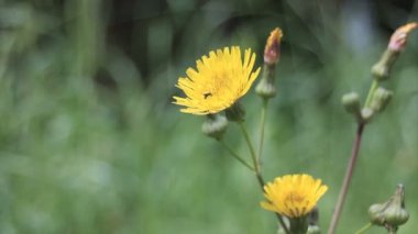Sarı çiçek ve arka bahçeye tünemiş böcek.