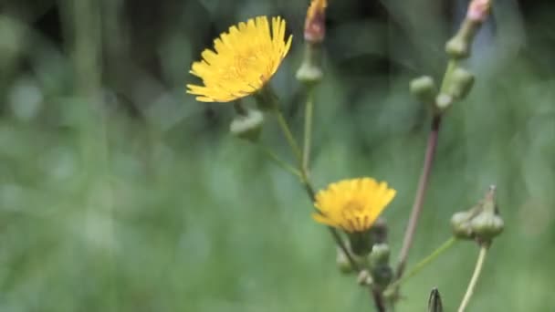 Sárga Virág Fókuszban Szél Kertben — Stock videók