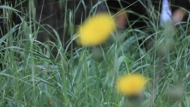 Epätarkka Keltainen Kukka Etualalla Ruoho Heiluttaa Tuulessa Taustalla — kuvapankkivideo