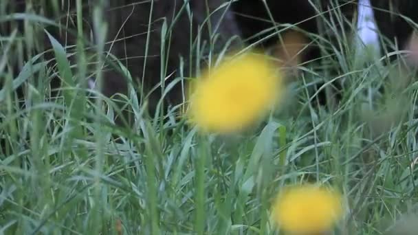 Enfoque Tira Entre Hierba Ondulante Fondo Flor Amarilla Primer Plano — Vídeo de stock