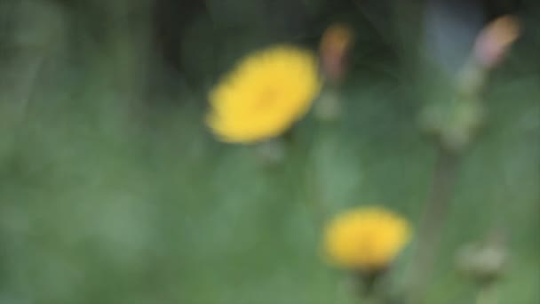 Fokus Trækkes Mellem Gul Blomst Forgrunden Vinker Græs Baggrunden – Stock-video
