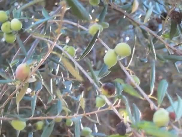 Olives2 — Stockvideo