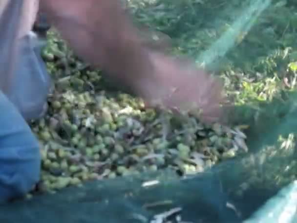 Olives10 — Stock video