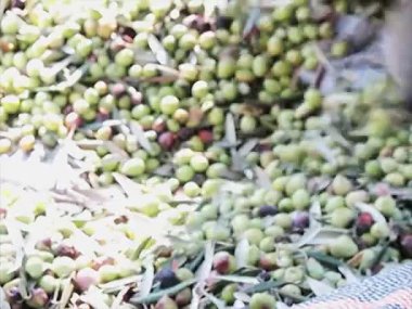 Olives13
