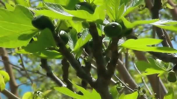 Fig-tree in the breeze in Greece — Stock Video