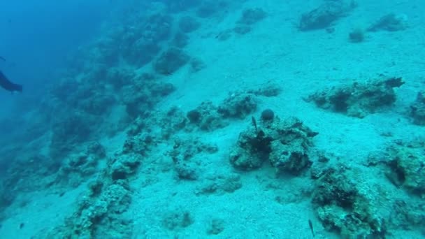 礁石在希腊 7 近距离 — 图库视频影像