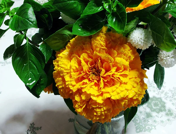 Tagetes erecta - kadife çiçeği