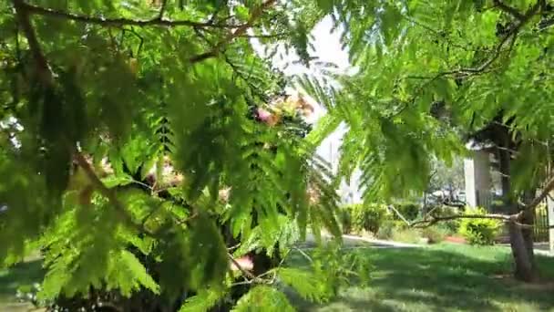 Acacia julibrissin (silk träd) i staden vinden — Stockvideo