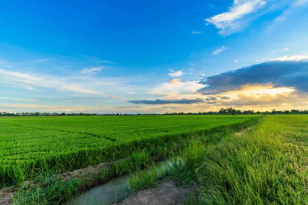 美丽的绿地 玉米地或落日背景下的亚洲乡村农业收获 — 图库照片