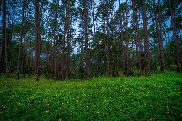 Prachtig Lariksbos Met Verschillende Bomen Dennenbos Groen Berg Natuurpad Bij — Stockfoto
