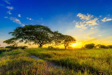 Güzel çim yığını vahşi çiçek ılık ışık ve yeşil tarla mısır tarlası ya da Asya 'da mısır ve yeşil ağaç toprağı günbatımında gökyüzü arka planında tarım hasadı.