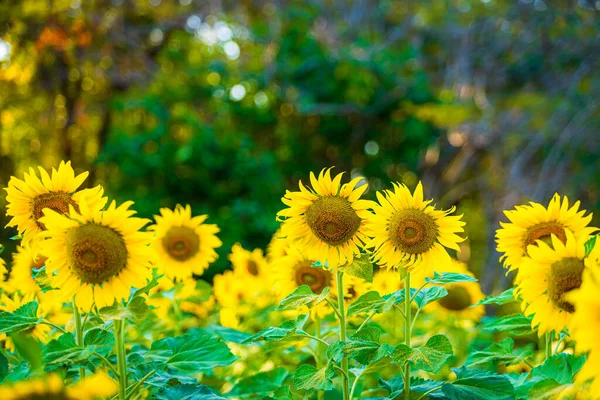 Campo Girasoles Fondo Floreciente Puesta Sol Verano Tailandia —  Fotos de Stock