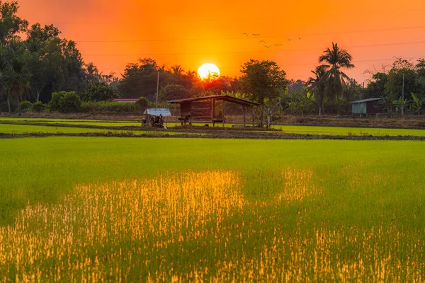 タイの日没の空の背景を持つアジアの国の農業収穫の緑のフィールドのトウモロコシ畑の古い木のコテージ — ストック写真