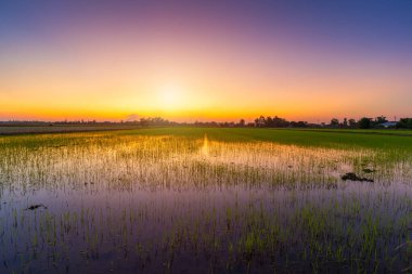 Güzel yeşil mısır tarlası ya da Asya 'daki mısır tarlası tarım hasadı günbatımında gökyüzü arka planında.