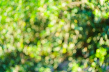 Çemberli yeşil bokeh arka plan. Yaz soyut teması.