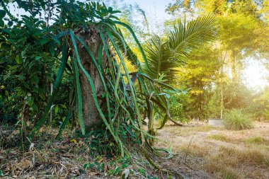 Pitahaya Ejderha meyvesi ağacı Doğal yeşil orman bahçesinde Yaz günbatımı arka planda thailand