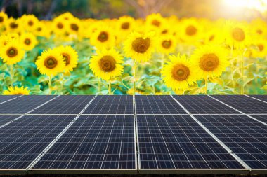 Fotovoltaik modüller güneş enerjisi santrali manzaralı Ayçiçeği tarlası çiçek açan arka plan yaz günbatımı arka plan, alternatif enerji kavramı.