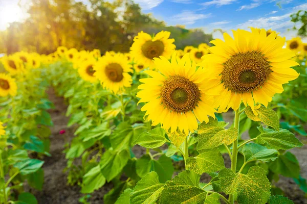 Slunečnice Pole Kvetoucí Pozadí Letní Modré Nebe Pozadí Thajsku — Stock fotografie